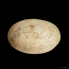 +บัตรต้นท่าพระจันทร์ ลูกอมมหากัณฑ์ หลวงพ่อคง บางกระพ้อม