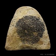 +บัตรสมาคม สมเด็จโต วัดประสาท เนื้อขาว