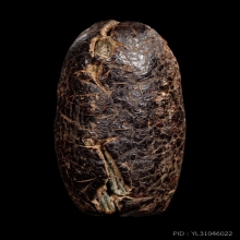 +บัตรสมาคม ตะกรุดพอกครั่งหลวงพ่อทองสุข วัดโตนดหลวง