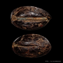 +บัตรสมาคม ตะกรุดพอกครั่งหลวงพ่อทองสุข วัดโตนดหลวง