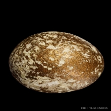 +บัตรหมีพูห์ปู่ทิม ลูกอมผงพรายกุมาร หลวงปู่ทิม