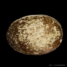 +บัตรหมีพูห์ปู่ทิม ลูกอมผงพรายกุมาร หลวงปู่ทิม