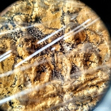 พระลีลาใบขนุน กรุวัดราชบูรณะ