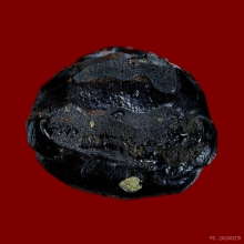 พระปิดตามหาลาภ พิมพ์ตะพาบใหญ่ เนื้อผงจุ่มรักดำ หลวงพ่อทองสุข