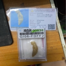 เสือหลวงพ่อคง เขี้ยวแกะ วัดวังสรรพารส