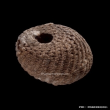 ลูกกระดอนสะท้อน หลวงพ่อรุ่ง วัดท่ากระบือ จ.สมุทรสาคร