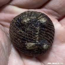 1ในสุดยอดเบญจภาคีเบี้ยแก้ เบี้ยแก้หลวงพ่อภักตร์ วัดโบสถ์