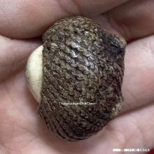 1ในสุดยอดเบญจภาคีเบี้ยแก้ เบี้ยแก้หลวงพ่อภักตร์ วัดโบสถ์