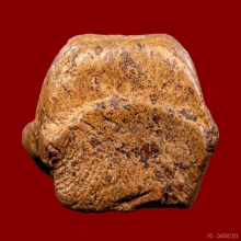 พระคงลำพูน กรุเก่า