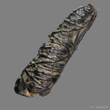 ตะกรุดหนังหน้าผากเสือ