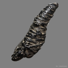 ตะกรุดหนังหน้าผากเสือ