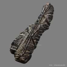 ตะกรุดหนังหน้าผากเสือ