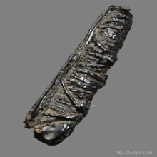 ตะกรุดหนังหน้าผากเสือ