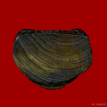 รูปหล่อปั้ม รุ่นแรก หลวงพ่อเคน วัดถ้ำเขาอีโต้ ปี2501