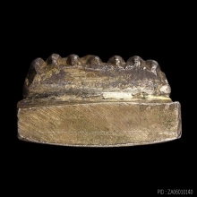 หลวงปู่ทวดพิมพ์ใหญ่ (สร้าง ร พ โคกโพธิ์ เนื้อเงิน นำฤกษ์ )