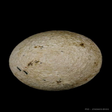 ลูกอมหลวงพ่อคง วัดบางกะพ้อม จ.สมุทรสงคราม