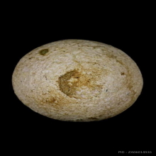 ลูกอมหลวงพ่อคง วัดบางกะพ้อม จ.สมุทรสงคราม