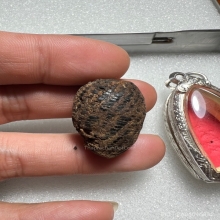 หมากทุย หลวงปู่เฒ่า (เอี่ยม) วัดหนัง