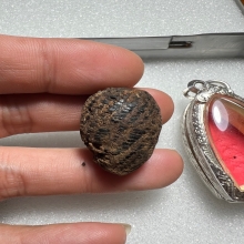 หมากทุย หลวงปู่เฒ่า (เอี่ยม) วัดหนัง