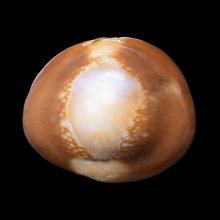 เบี้ยแก้ หลวงพ่อคำ วัดโพธิ์ปล้ำ จ.อ่างทอง