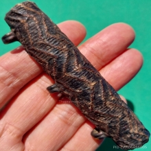 ตะกรุดไม้รวก ยาว 3 นิ้ว มีห่วงทองแดงเก่า