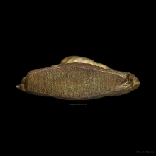 ท้าวเวสสุวรรณ ท่านเจ้าคุณศรีฯ ( หน้าคน )