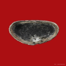 เชียงแสนสิงห์1