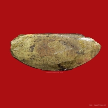 สังกจายน์วัดสุทัศน์