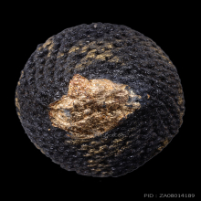 เบี้ยแก้ หลวงปู่เจือ วัดกลางบางแก้ว