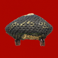 เบี้ยแก้ หลวงปู่เจือ วัดกลางบางแก้ว