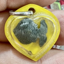 ปลาตะเพียน เนื้อเงิน พ่อจง ตัวเล็กสวยสมบูรณ์หายาก