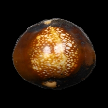 เบี้ยแก้หลวงพ่อโปร่ง วัดท่าช้าง