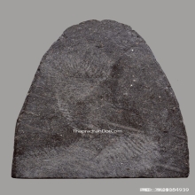 พระผงรูปเหมือนหลวงพ่อเงิน วัดบางคลาน ปี2515