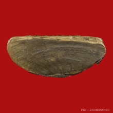 รูปเหมือนปั้มหลวงพ่อปี่ วัดโคกท่าเจริญ ปี2511 (รุ่นแรก)