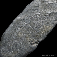 พระสังวราชุ่ม วัดพลับพิมพ์ปางลีลา เนื้อชินตะกั่วหลังจาร