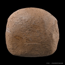 พระพิมพ์เศียรโล้นสะดุ้งกลับ หลวงปู่บุญ วัดกลางบางแก้ว