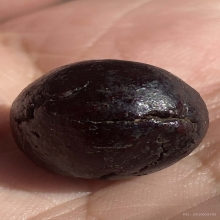 ลูกอมเนื้อผงคลุกรัก หลวงปู่เอี่ยม วัดสะพานสูง