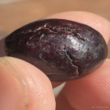 ลูกอมเนื้อผงคลุกรัก หลวงปู่เอี่ยม วัดสะพานสูง