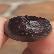 ลูกอมเนื้อผงคลุกรัก หลวงปู่เอี่ยม วัดสะพานสูง