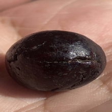 ลูกอมเนื้อผงคลุกรัก หลวงปู่เอี่ยม วัดสะพานสูง