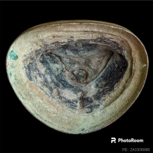 สิงห์สาม ๙ นิ้ว