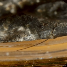 พระปิดตากนกข้าง เนื้อผงใบลานตะกรุดคู่ หลวงปู่โต๊ะ 