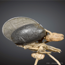 ลูกสะกด หลวงพ่อเนียม วัดน้อย