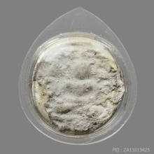 พระผง พิมพ์จันทร์ลอย กรุวัดคู้สลอด จ.พระนครศรีอยุธยา