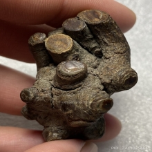 กาฝากไม้คูณ (ตายพราย) ไม้มงคล เครื่องรางทนสิทธิ์