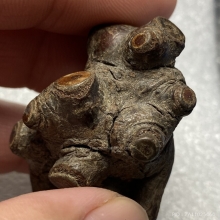 กาฝากไม้คูณ (ตายพราย) ไม้มงคล เครื่องรางทนสิทธิ์