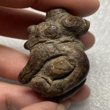 กาฝากไม้คูณ (ตายพราย) ไม้มงคล เครื่องรางทนสิทธิ์