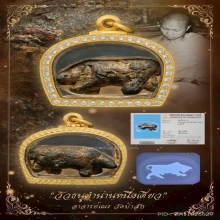 “หนึ่งเดี่ยวในวงการ“วัวธนูอาจารย์เณร วัดป่าสัก