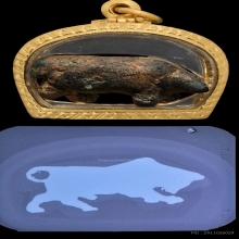 “หนึ่งเดี่ยวในวงการ“วัวธนูอาจารย์เณร วัดป่าสัก