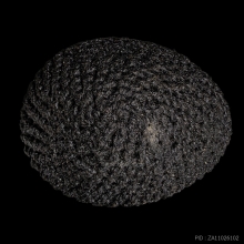 +บัตรสมาคม เบี้ยแก้จุ่มรัก หลวงปู่เจือ วัดกลางบางแก้ว